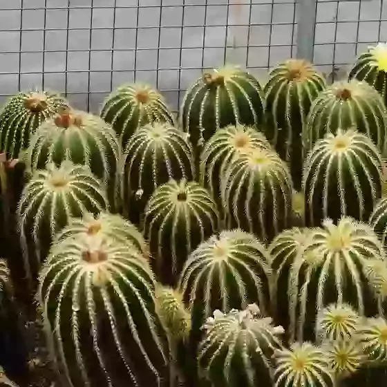 Notocactus Magnificus (Parodia magnifica) Ball Cactus